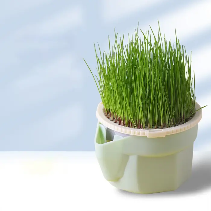 Tasse de plantation d'herbe de chat hiérarchique