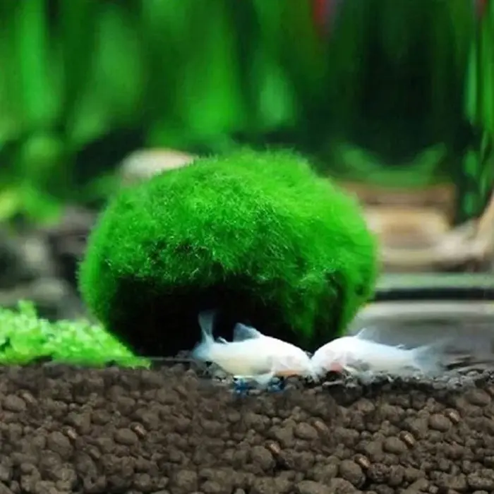 Boules de mousse Marimo de 3-4 cm