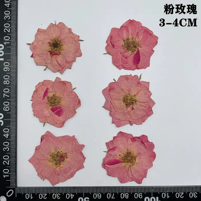 60 pièces pressées séchées rouge jaune Rose