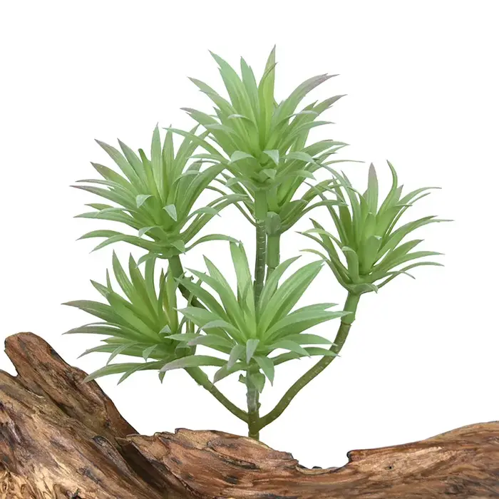 Simulation de plantes vertes du désert tropicaux