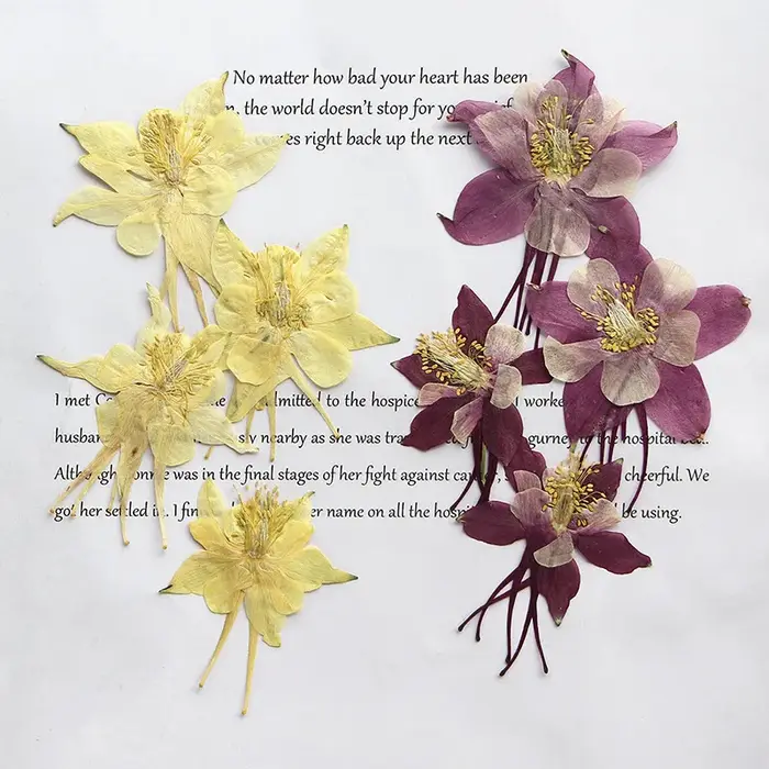 Pétales de fleurs de columbine naturelles