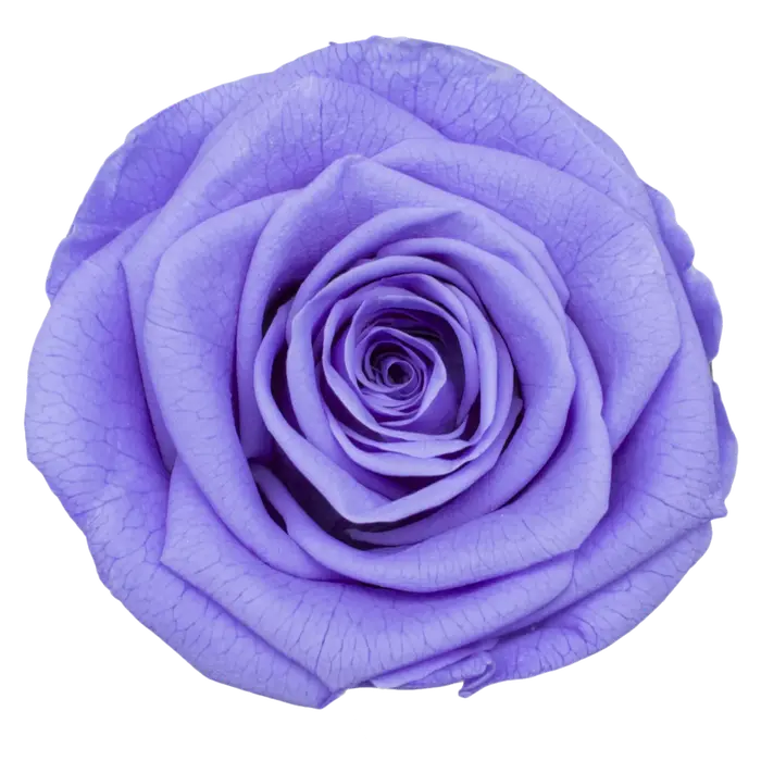 Tête de Rose naturelle préservée de qualité B 5-6cm