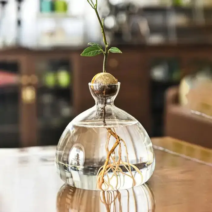 Vase de démarrage de graines d'avocat