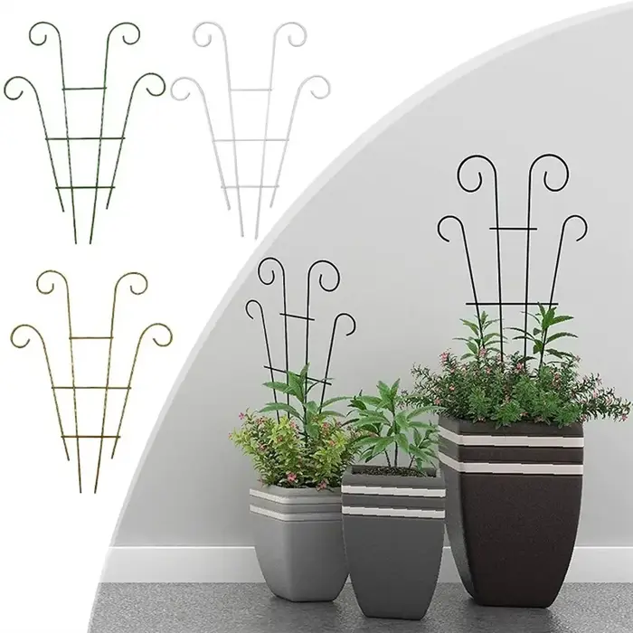 Plantes vigne grimpante treillis