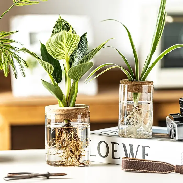 Station de propagation des plantes