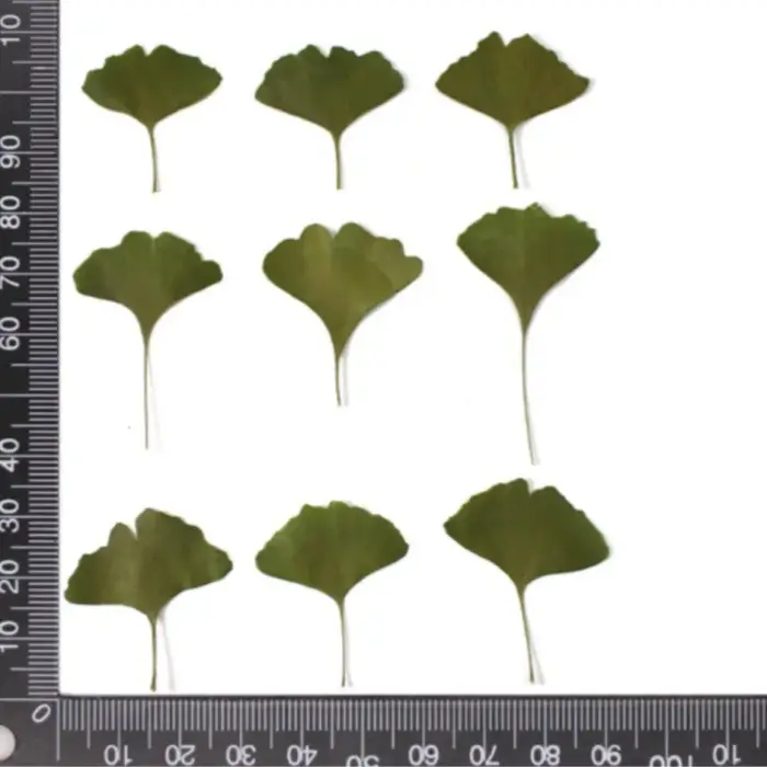12 pièces/3-5 cm, Feuilles de Ginkgo Biloba véritables pressées, spécimen végétal, fleurs séchées po