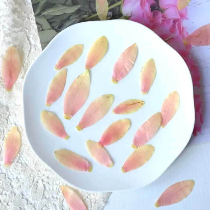 Pétales de fleurs de nénuphar séchées