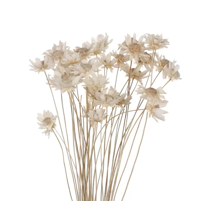 Mini bouquet de fleurs étoiles brésiliennes séchées
