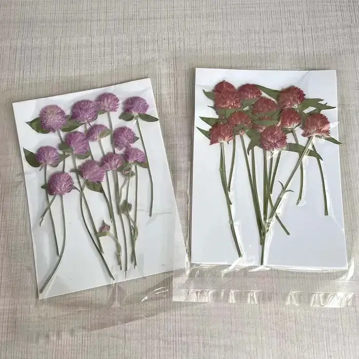 Fleurs Gomphrena séchées pressées naturelles