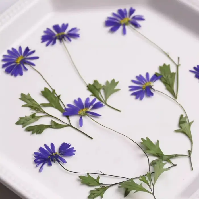12 pièces, fleurs pressées séchées à l'iris à tige violette