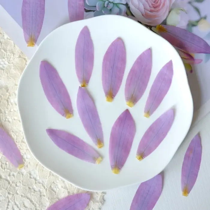 Pétales de fleurs de nénuphar séchées