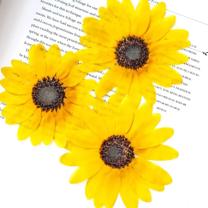 Kit d'artisanat de fleurs sèches de tournesol pressé