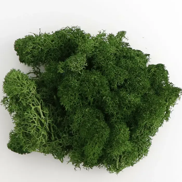 Mousse de renne norvégienne naturelle, 20/40g, artisanat sec conservé, fleur, étamine, décoration de
