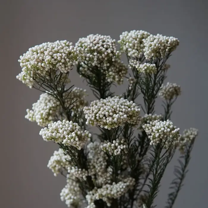 Fleur fraîche conservée 50g