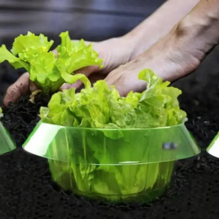 Plantes limace Protection anneaux légumes housse