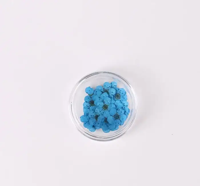 Fleur de prunier de narcisse séchée pressée, 100 pièces, avec boîte pour la fabrication de bijoux en