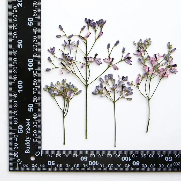 10-16 cm/12 pièces, branches de fleurs Melia azedarach pressées réelles