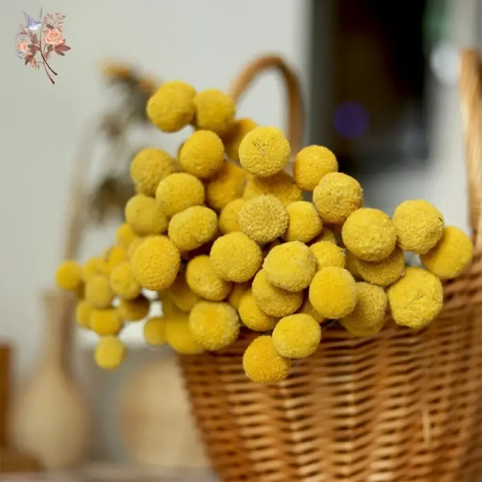 Boules dorées jaunes séchées naturelles