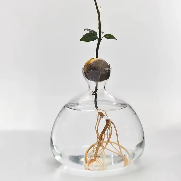 Kit de culture d'arbre d'avocat