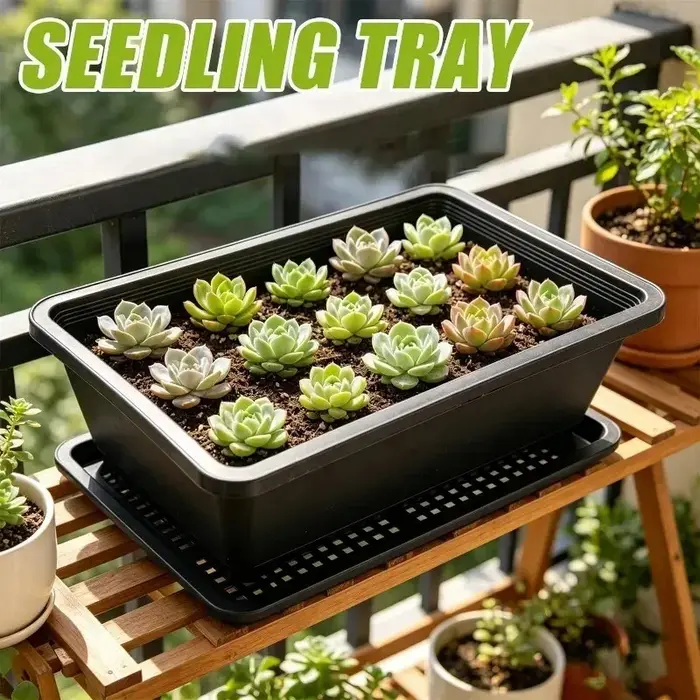 Plateau de semis réutilisable pour plantes succulentes