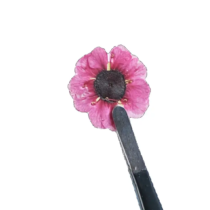 1-2cm/12pcs, Têtes de fleurs de Manuka rouges pressées