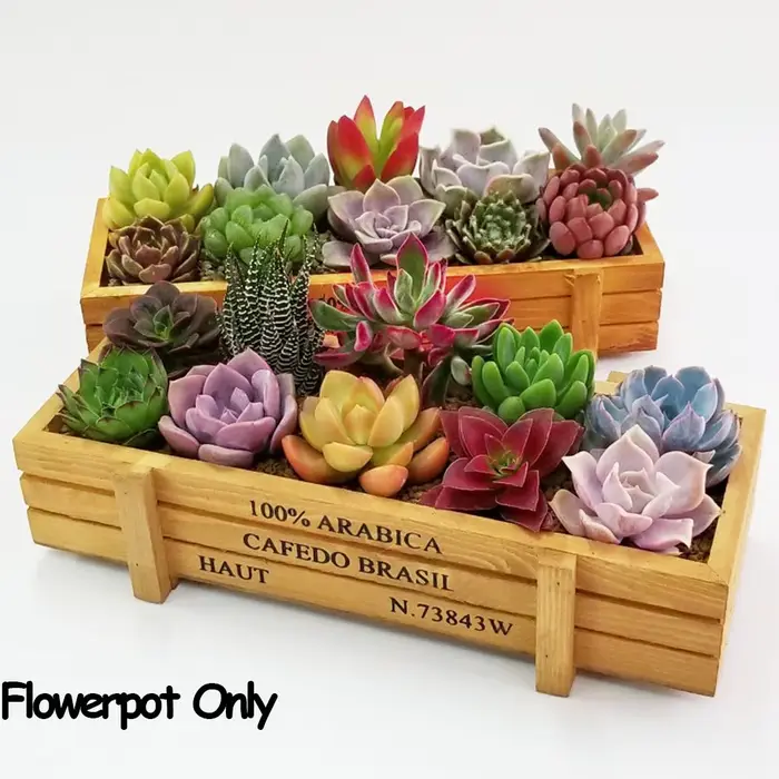 1 pot décoratif en bois pour plantes succulentes