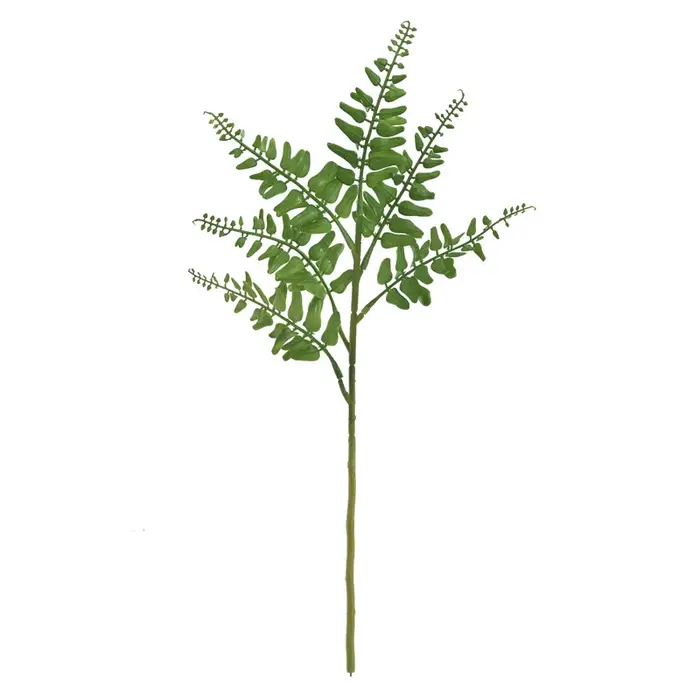 Feuilles de fougère persane de Simulation d'aloès vert