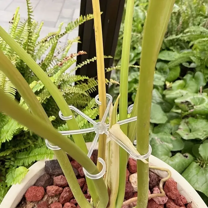 Support transparent pour plantes