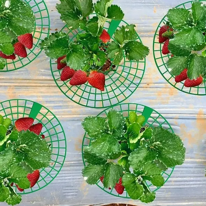 Supports pour plantes à fraises