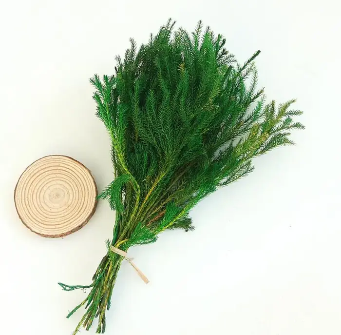 Lot de 2 branches de fleurs préservées | Branche de fleur Lycopodium japonicum pour Arrangement floral