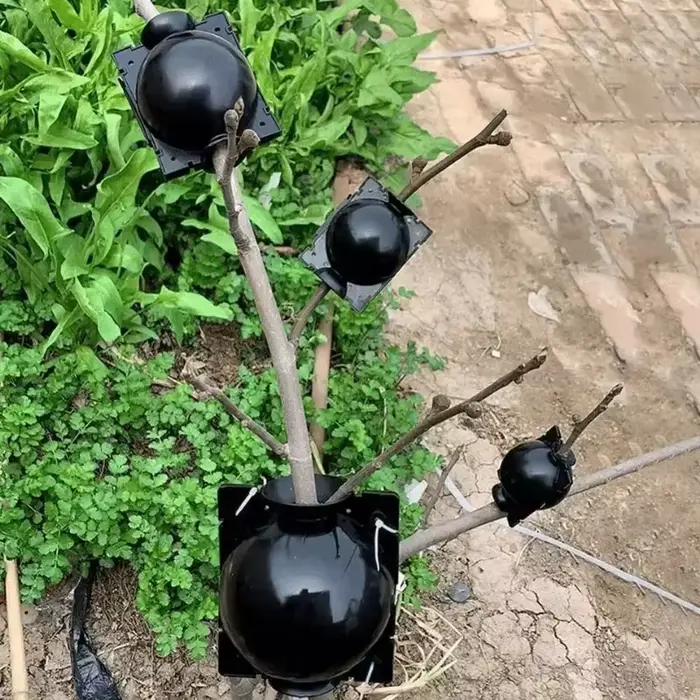 Lot de 10 Boîtes de Propagation pour Racines de Plantes – Réutilisables pour l'Enracinement