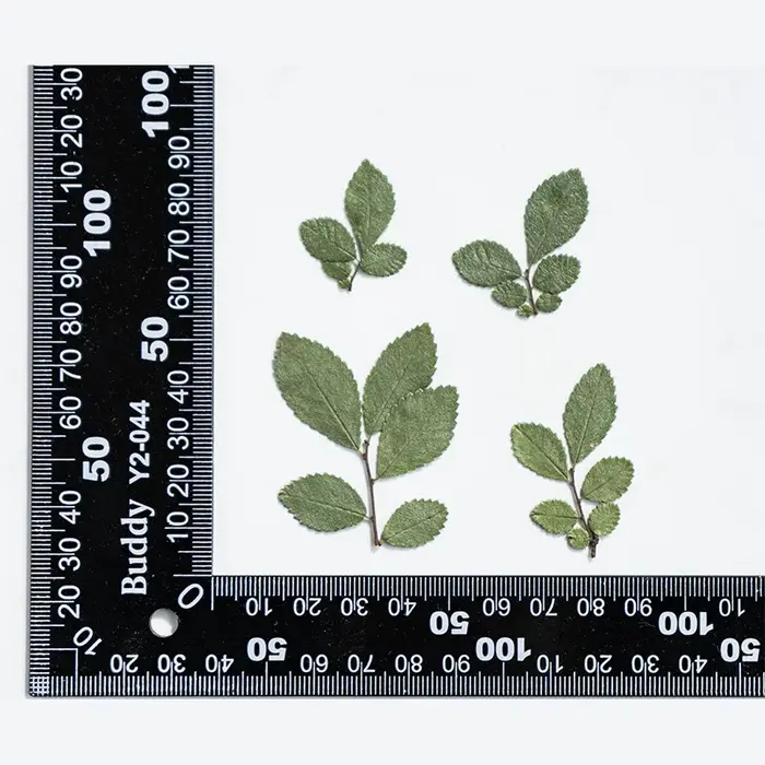 24 pièces/4-5cm, vraies feuilles d'orme pressées fleur