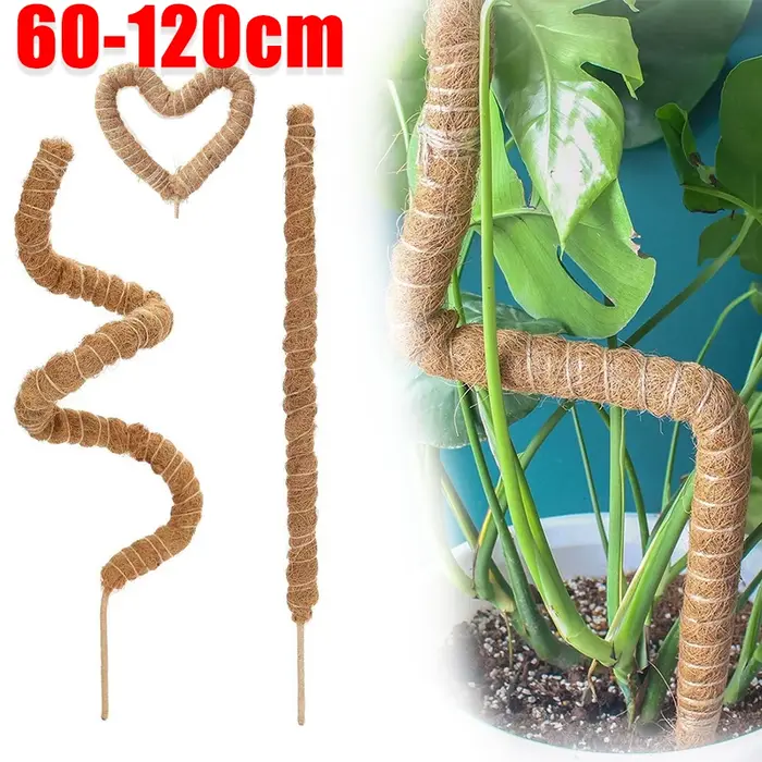 Canne de palmier grimpante pliable pour plantes d'intérieur