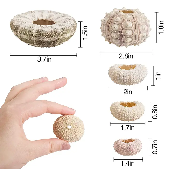 Coquille d'oursin naturel pour décoration