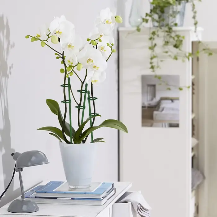 15 Pièces de Supports de Plantes Réglables, Supports de Fleurs de Jardin, Anneaux de Soutien pour Pl