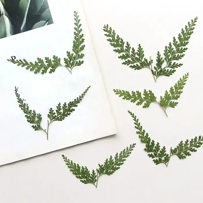 Nature PMurcia Fern Branches