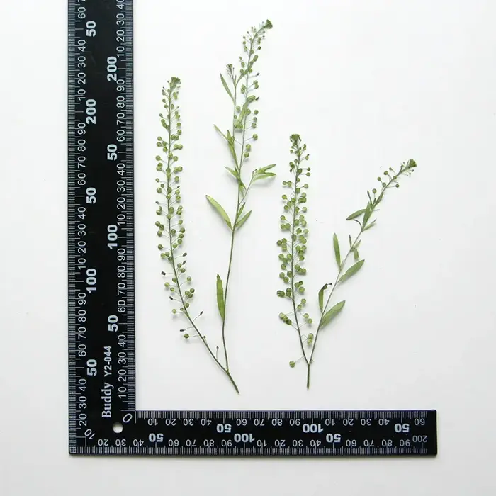 7-12CM/12 pièces, multi-ramas d'herbe verte pressée naturelle, véritable plante, signet de bricolage