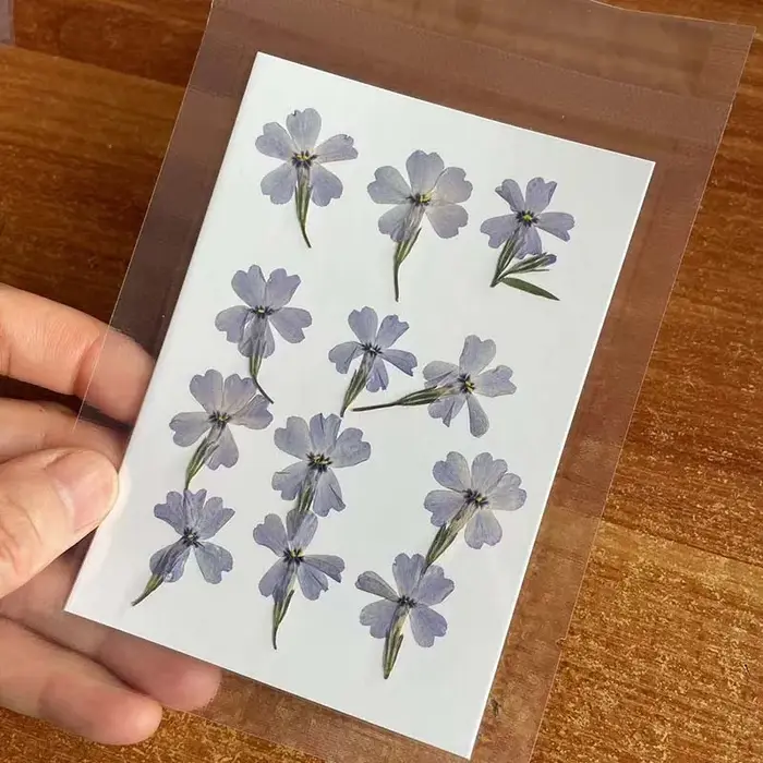 Group branche de feuilles de fleurs de Murcia séchées naturelles, petite presse à sec Phlox SubulMiF