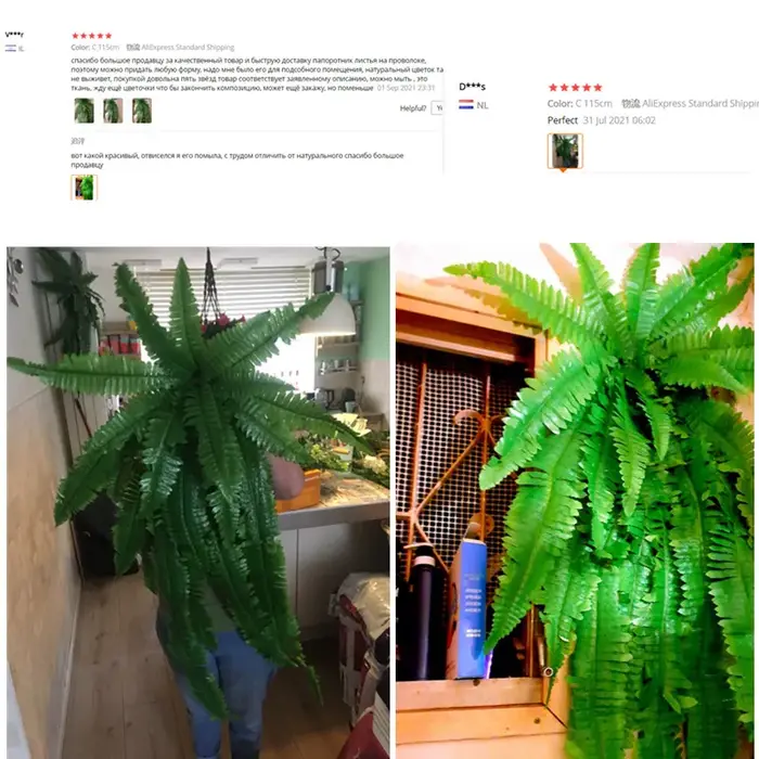Grandes feuilles de fougère persane vertes