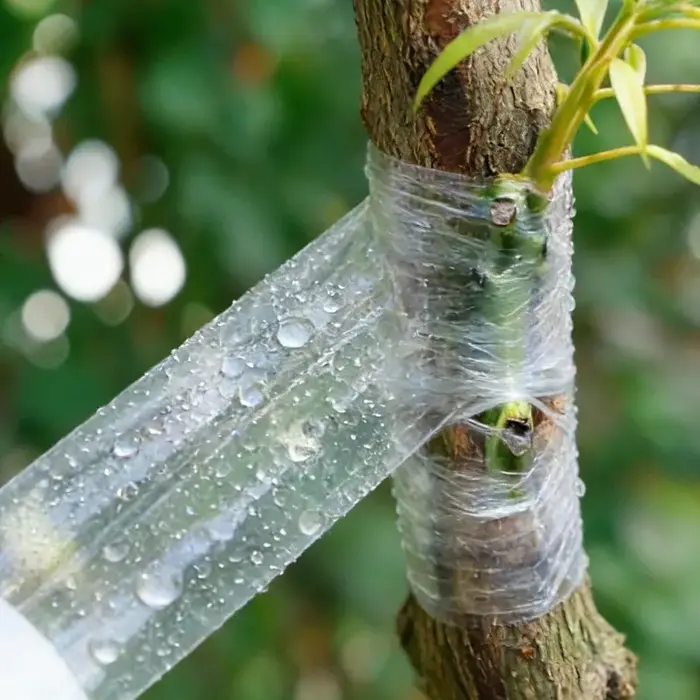 Ruban de greffage extensible pour plantes