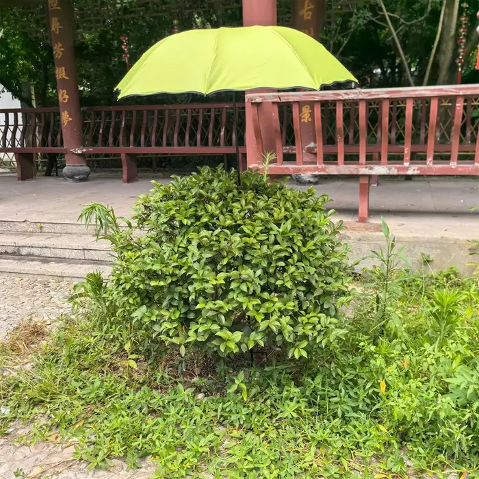 Parasol pour plantes de 95 cm