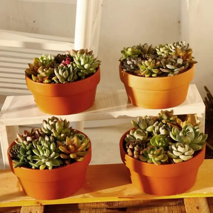 Pots de fleurs en terre cuite