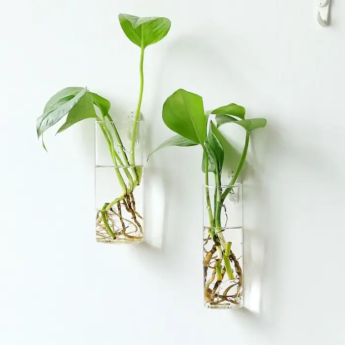 Décorations végétales pour la maison