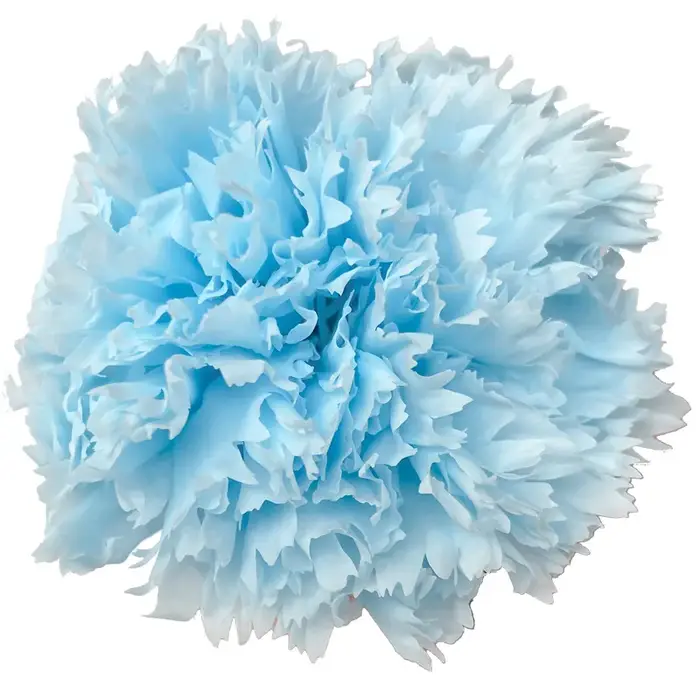 Fleur fraîche d'oeillet longue durée