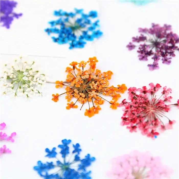 PMurcia-Fleurs en dentelle