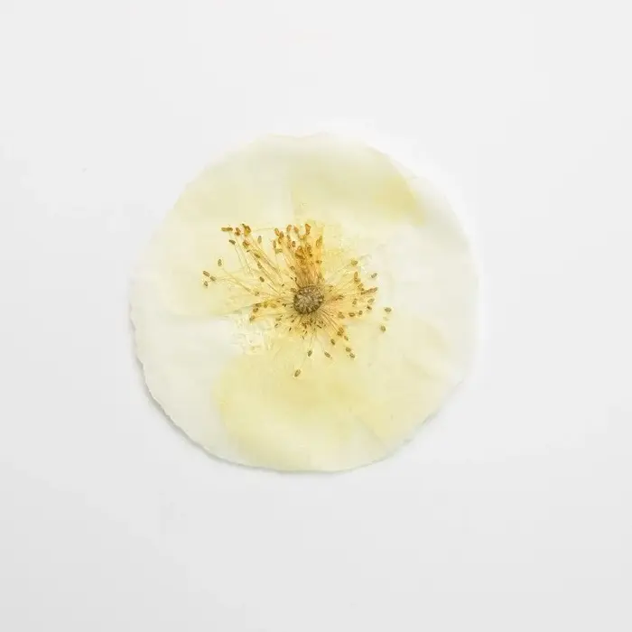 1 pièce/7-10 cm, Véritables pétales de coquelicot pressés pour cadre photo
