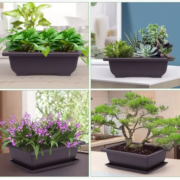 Pots d'entraînement avec plateau en plastique pour plantes bonsaï
