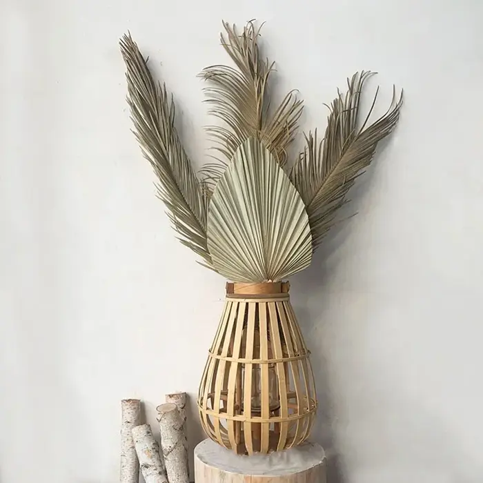 Branche de Sago Cycas de plantes naturelles séchées
