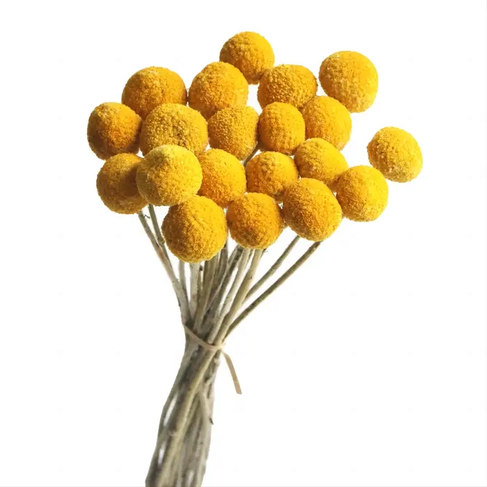Boules dorées jaunes séchées naturelles, Craspedia Billy, Bouquet de fleurs, Arrangement de fleurs,