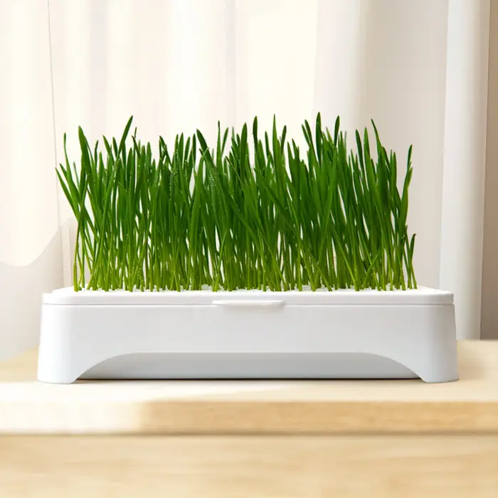 Bassin de plantation d'herbe pour chat